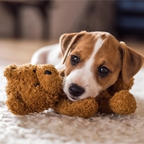 29/09  Cão