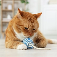 06/10 Gato