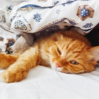 22/09 Gato
