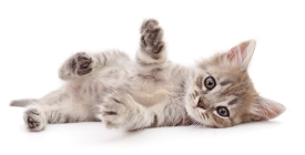 Adotar gato: 5 coisas que você precisa saber