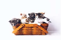 Como fazer um gato se acostumar com outro: 4 passos